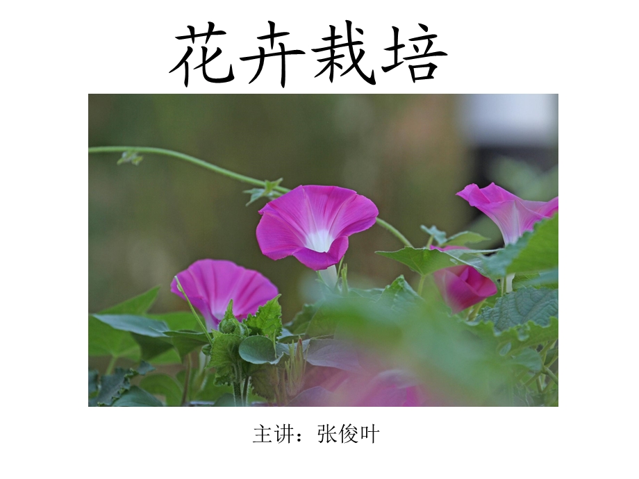 项目一花卉分类与识别.ppt_第1页