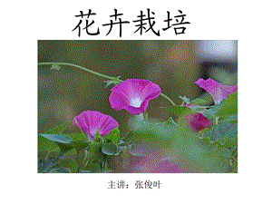 项目一花卉分类与识别.ppt