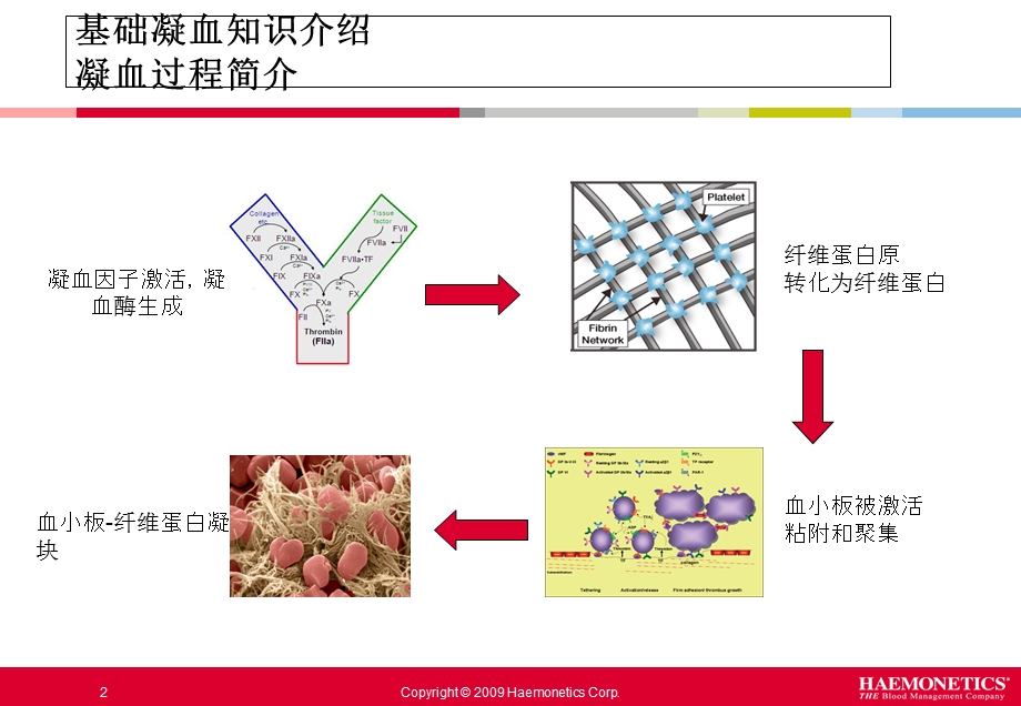 血栓弹力图课件.ppt_第2页