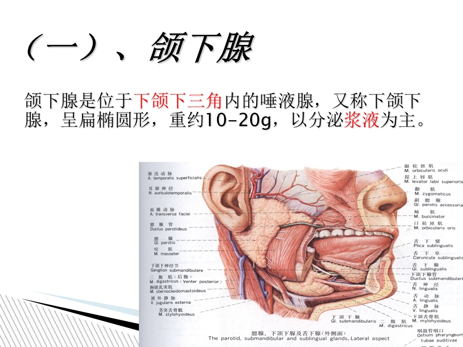 颌下腺解剖及正常超声表现.ppt_第3页