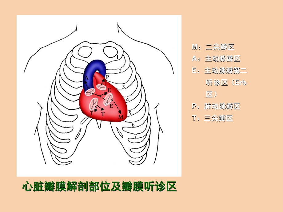 诊断学基础-心脏检查.ppt_第3页