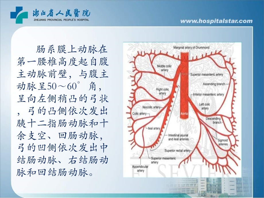 血管腔内介入治疗肠系膜上动脉夹层.ppt_第2页