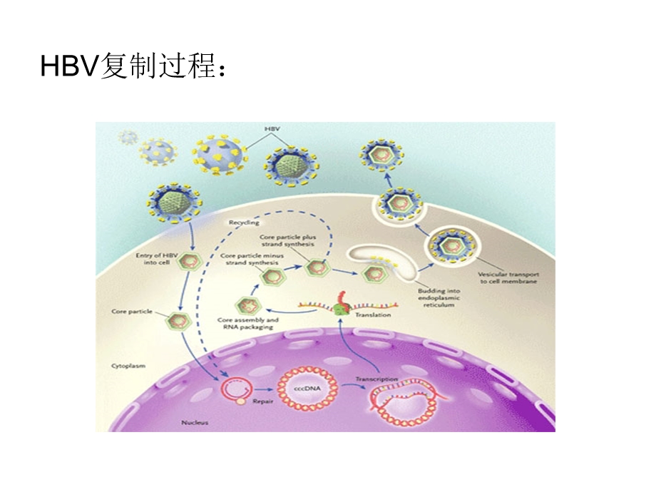 乙型肝炎受者肾移植免疫抑制方案.ppt_第3页