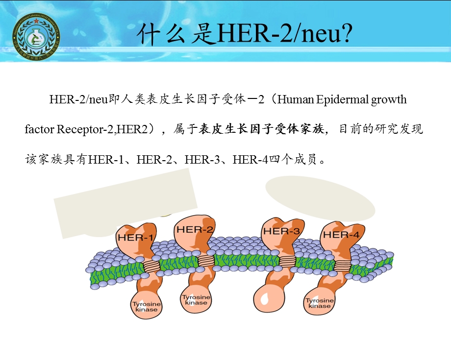 血清HER2检测简介.ppt_第2页