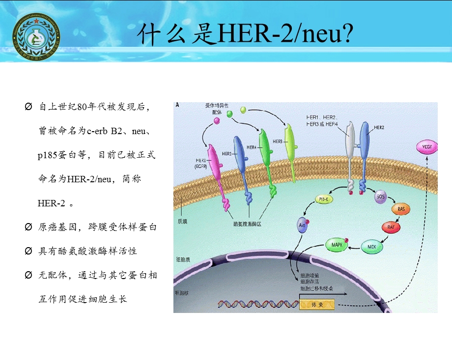 血清HER2检测简介.ppt_第3页