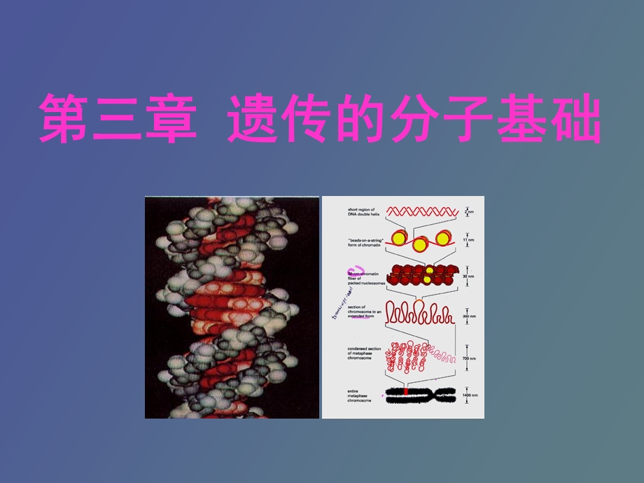 长江大学遗传学第三章遗传物质的分子基础.ppt_第1页