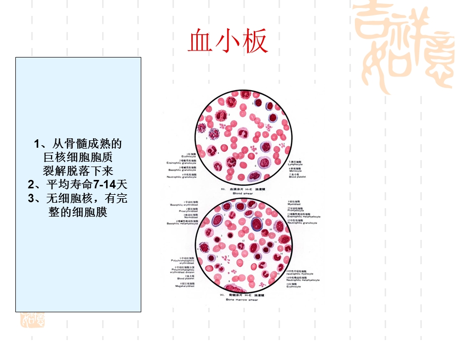 血栓形成过程分解.ppt_第2页