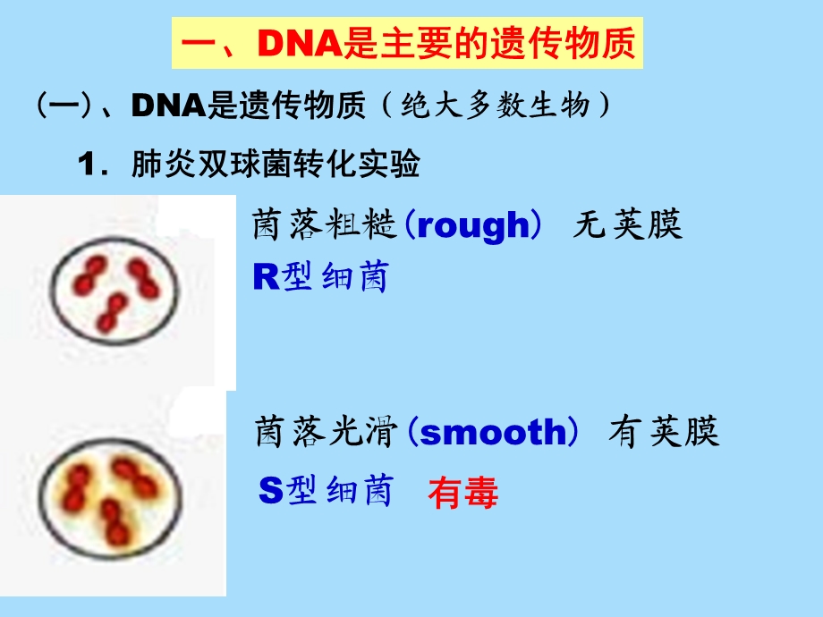 遗传物质的基础.ppt_第2页