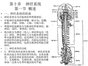 七年级生物神经系统的组成.ppt