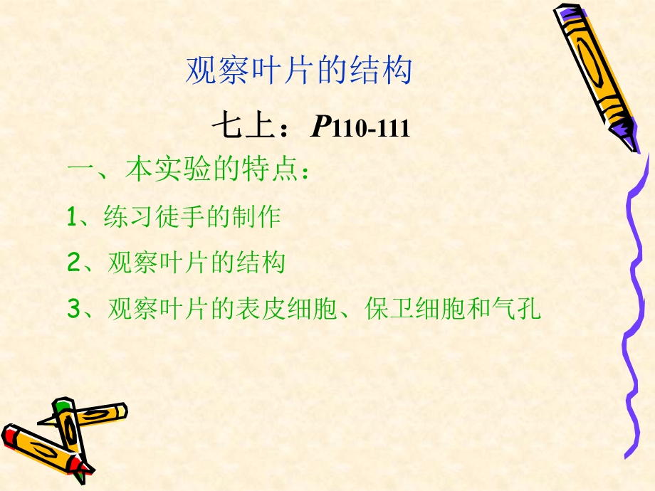 观察叶片的结构.ppt_第1页