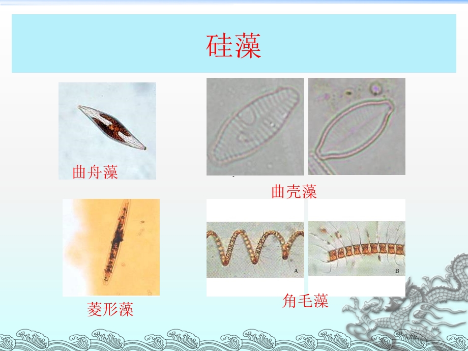 藻类总结图片.ppt_第3页