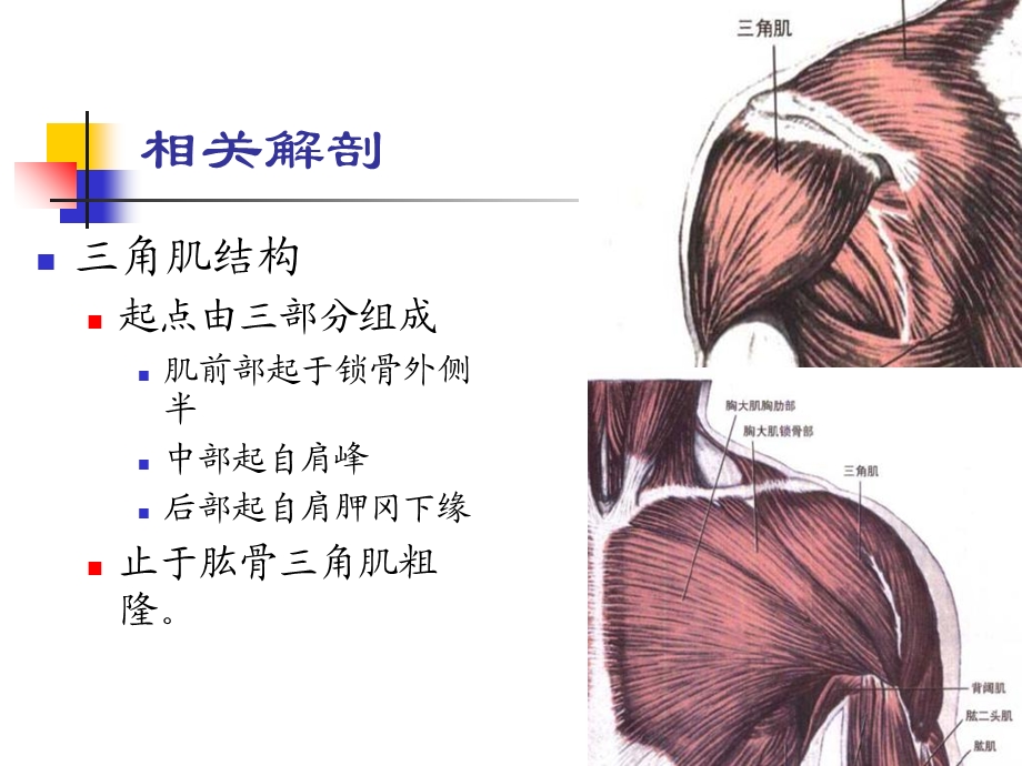 角肌损伤及三角肌滑囊炎.ppt_第2页