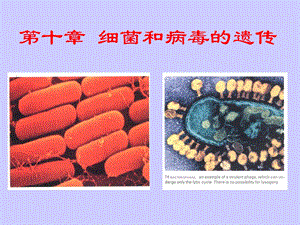 遗传学11第十章细菌和病毒的遗传.ppt