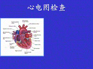 临床诊断学(周蕾)心电图学总.ppt