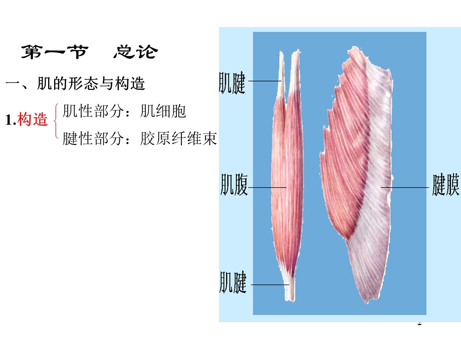 运动解剖学(肌肉).ppt_第2页