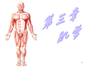 运动解剖学(肌肉).ppt