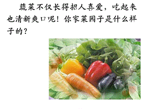 语文父亲的菜园ppt课件.ppt