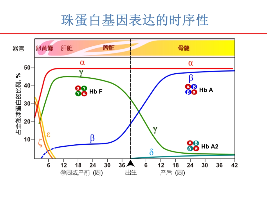 血红蛋白变异体与糖化血红蛋白.ppt_第3页