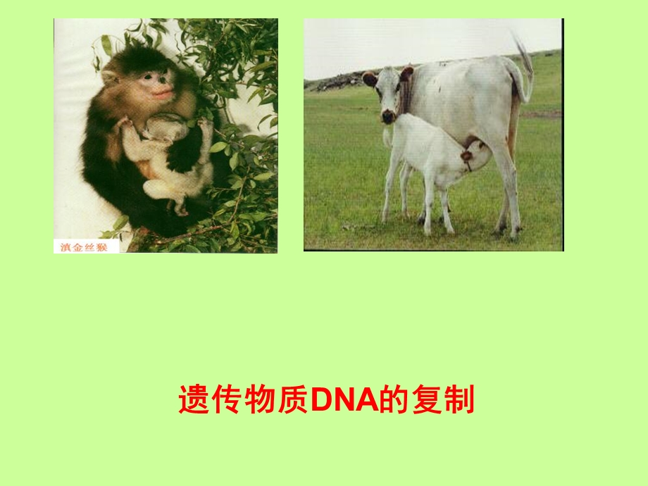 遗传信息的传递-DNA的复制.ppt_第2页