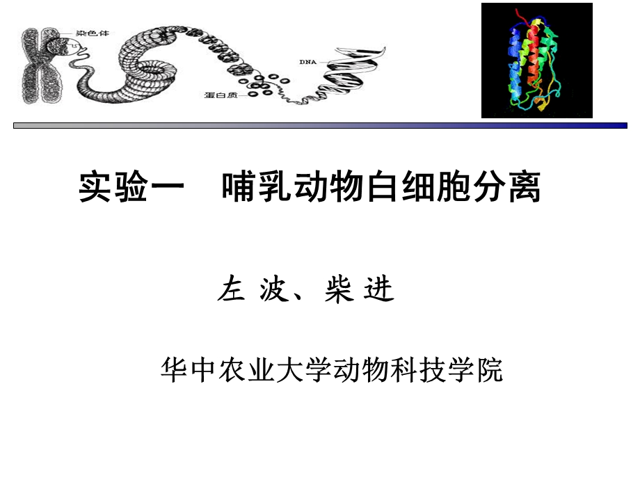 不同畜禽血样采集、哺乳动物白细胞分离.ppt_第1页