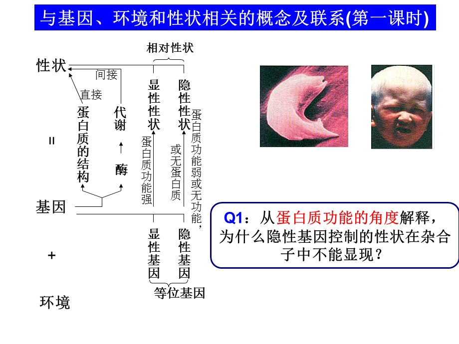 遗传与变异中的概念联系.ppt_第3页