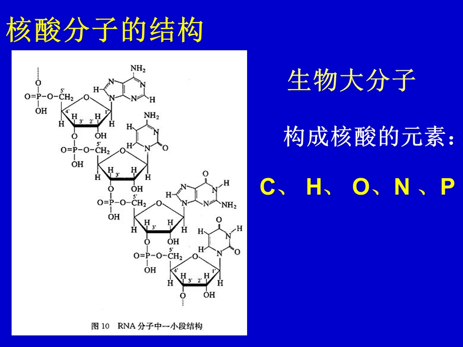 遗传信息的携带者核酸最新.ppt_第3页