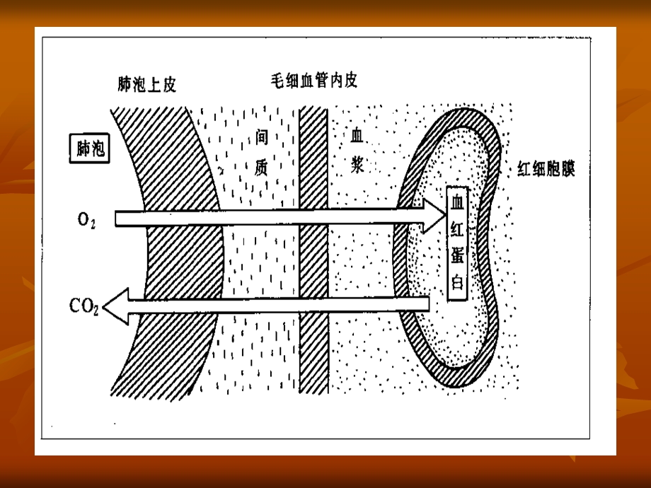 血气分析简易解读.ppt_第3页