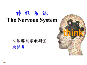 《系统解剖学》教学资料n系总论-脊髓.ppt