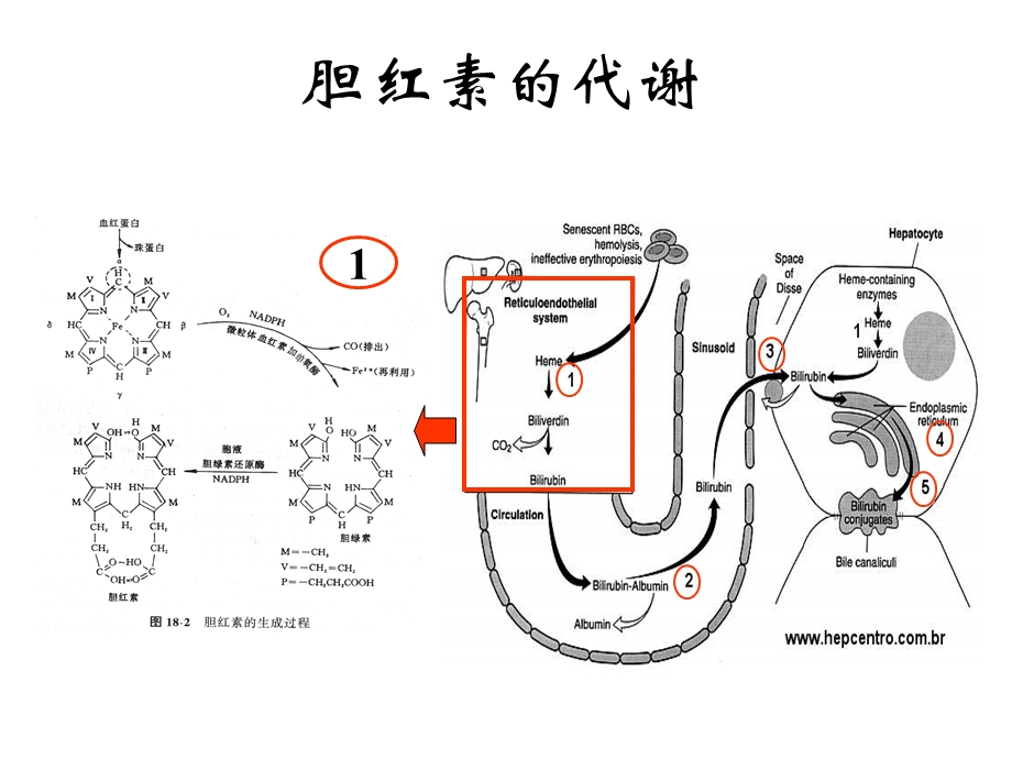 血清总胆红素和结合胆红素的测定.ppt_第3页