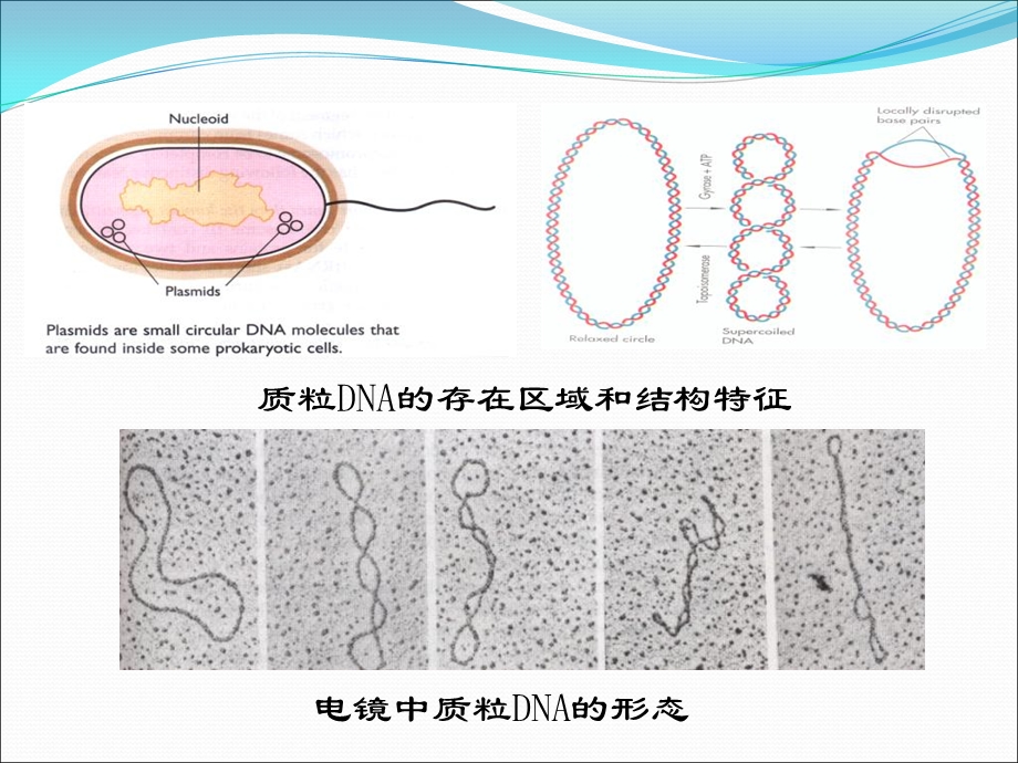 质粒DNA的微量提取SDS法.ppt_第3页