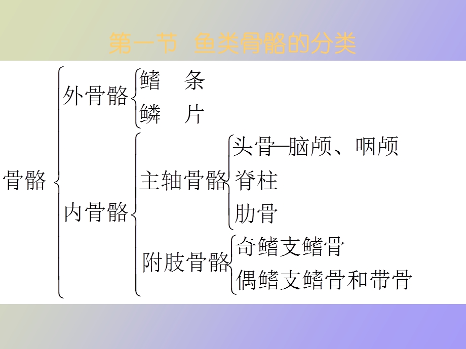 鱼类学骨骼系统.ppt_第3页