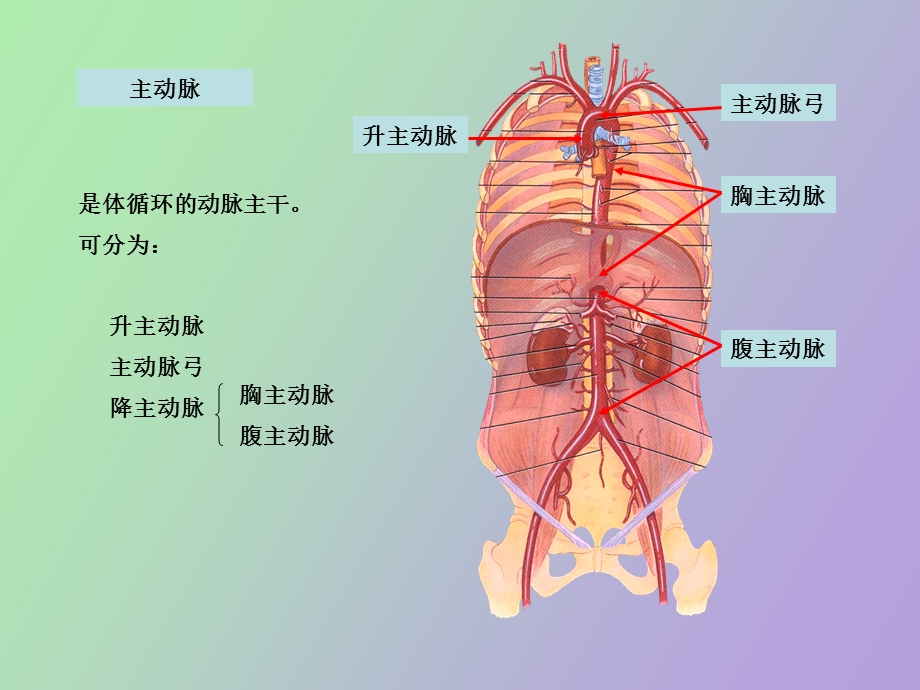 血管体循环动脉.ppt_第2页