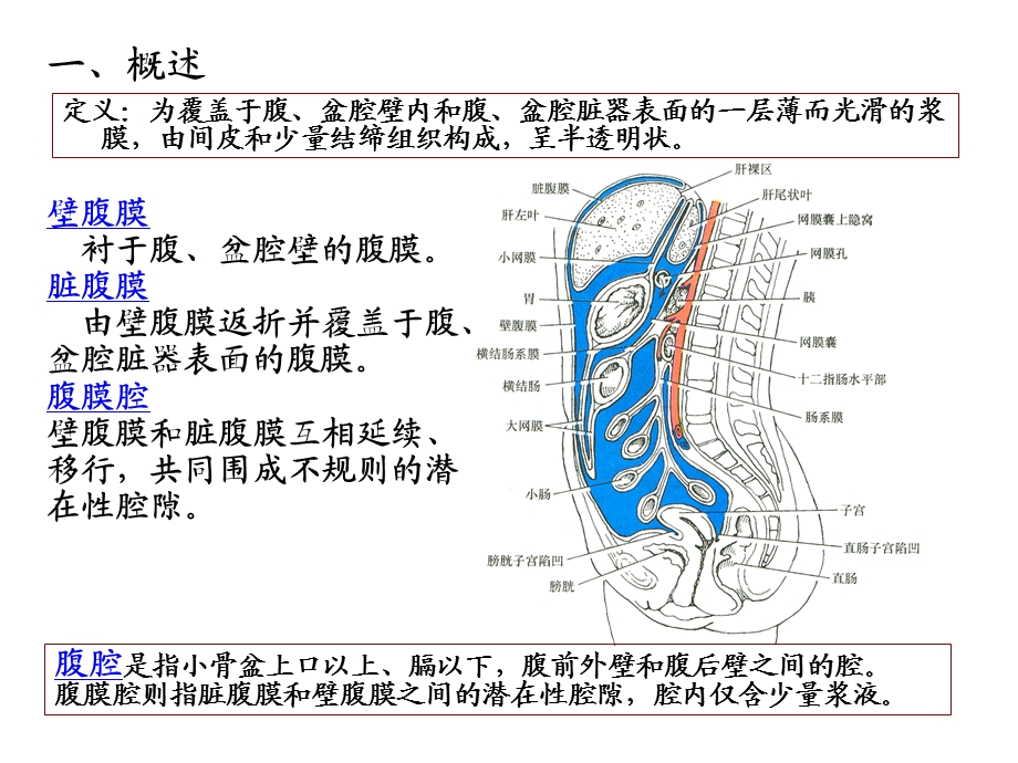 《系统解剖学》教学资料腹膜.ppt_第3页