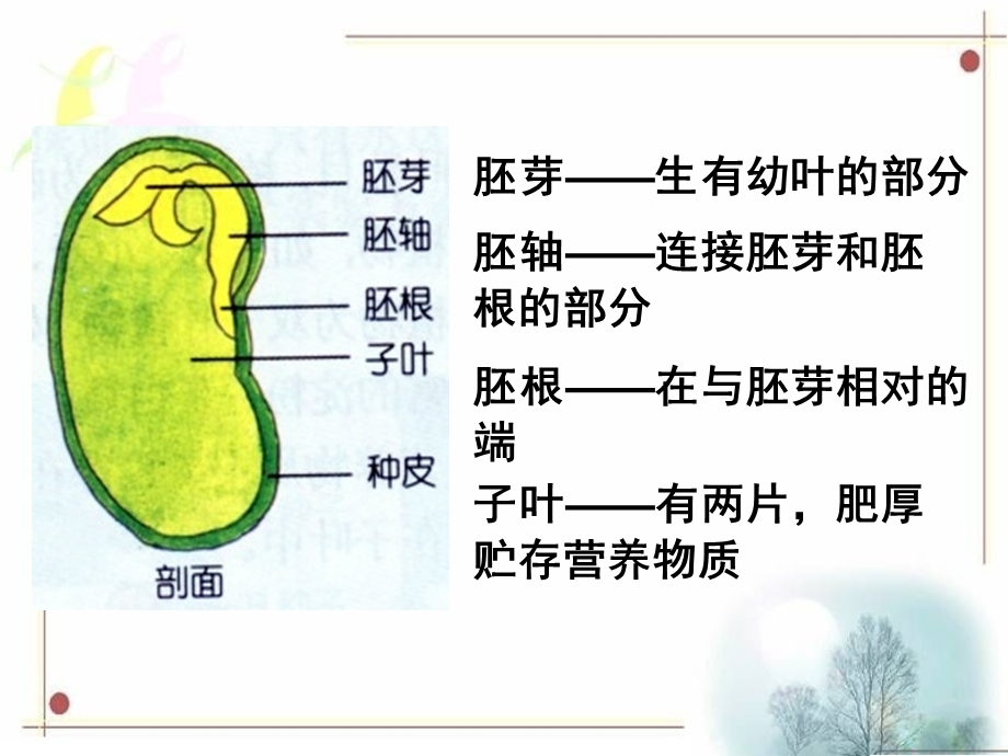 菜豆种子和玉米种子的基本结构.ppt_第1页