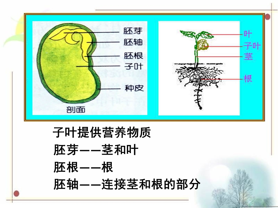 菜豆种子和玉米种子的基本结构.ppt_第2页