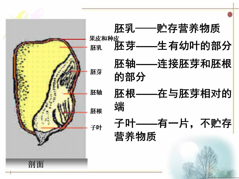 菜豆种子和玉米种子的基本结构.ppt_第3页