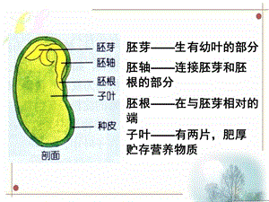 菜豆种子和玉米种子的基本结构.ppt