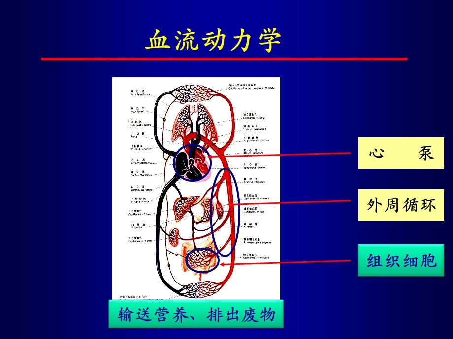 血流动力学与氧代谢监测-陆国平.ppt_第2页