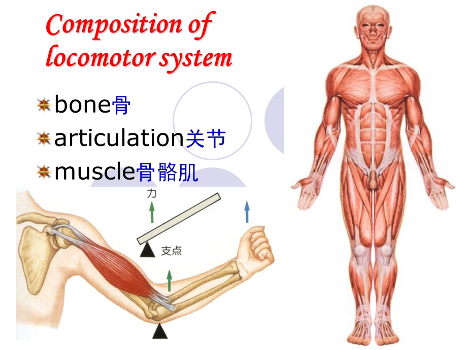 运动系统总论-osteology-Thebonesoftrunk.ppt_第2页