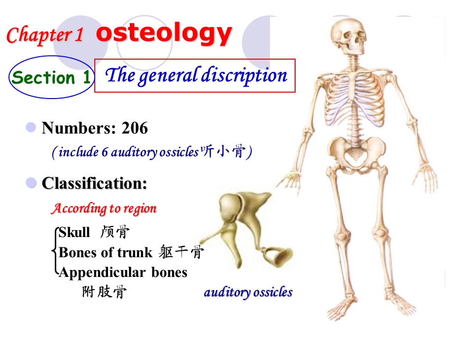 运动系统总论-osteology-Thebonesoftrunk.ppt_第3页