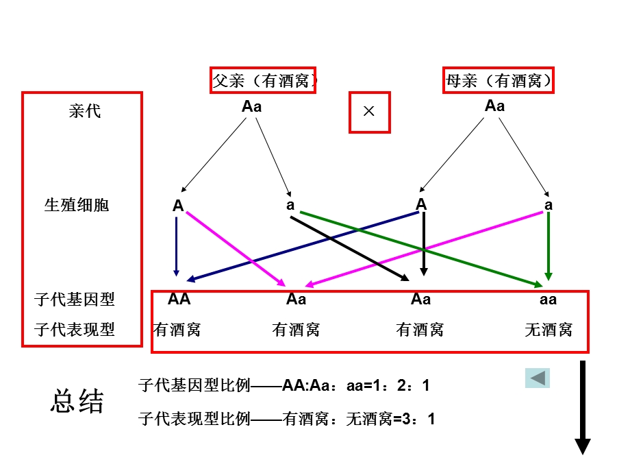 遗传图解中考复习ppt济南版.ppt_第2页