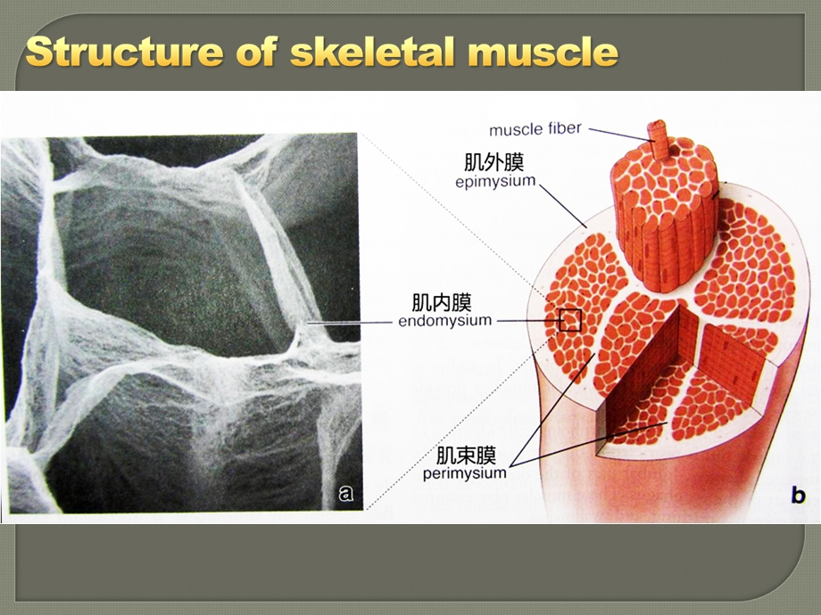 《生理学教学课件》骨骼肌唐颂龄.ppt_第2页