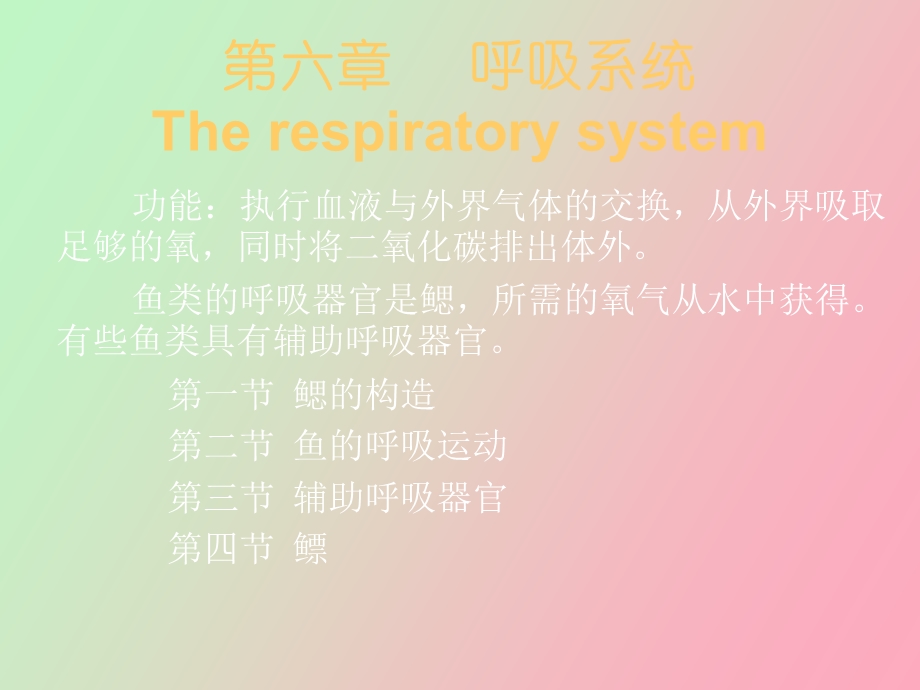 鱼类的呼吸系统.ppt_第1页