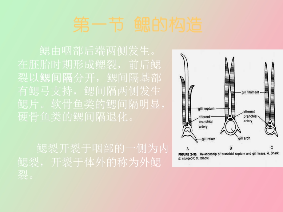 鱼类的呼吸系统.ppt_第2页