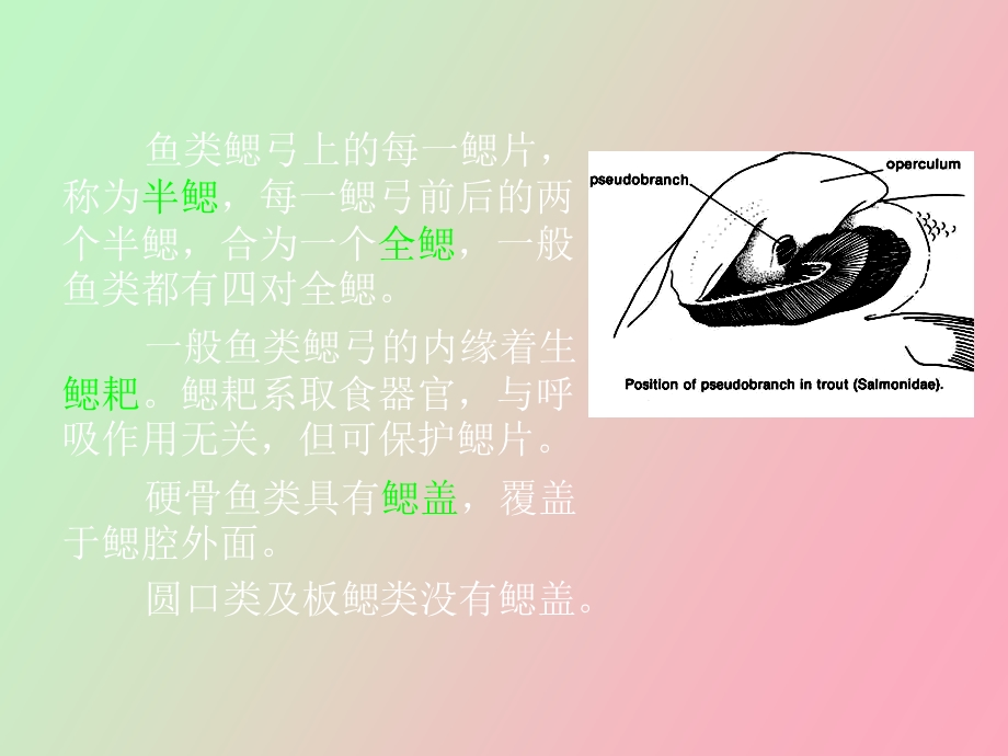 鱼类的呼吸系统.ppt_第3页