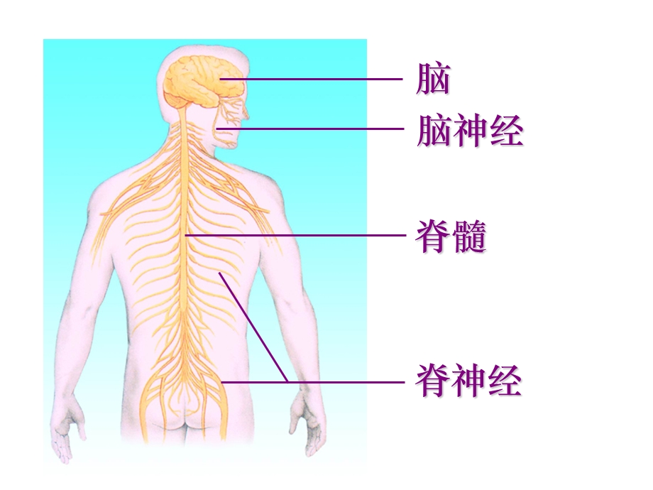 中枢神经系统解剖-端脑.ppt_第2页