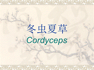 冬虫夏草(Cordyceps)介绍材料.ppt