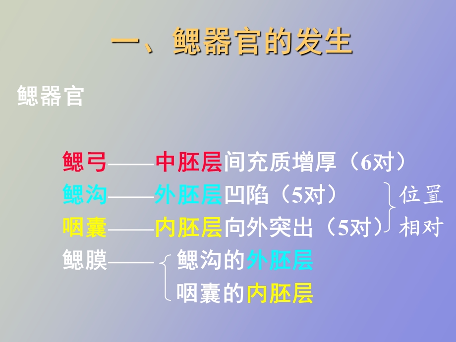 颜面与腭的发生.ppt_第2页