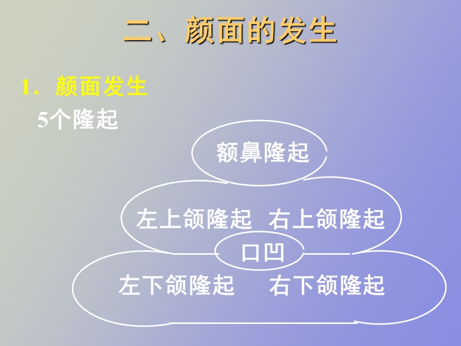 颜面与腭的发生.ppt_第3页