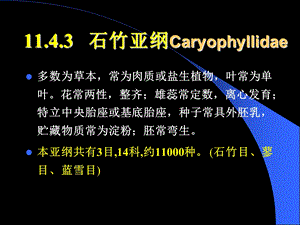 《植物学教学资料》石竹科亚纲.ppt